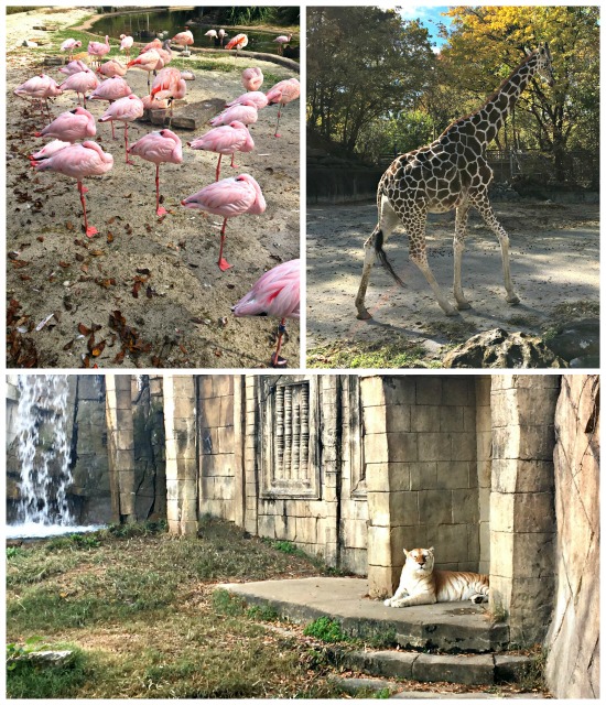 nov18-zoo