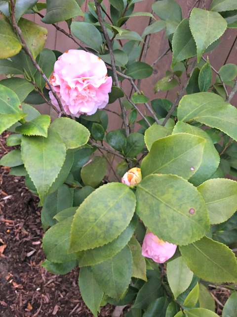 jan19-camellias